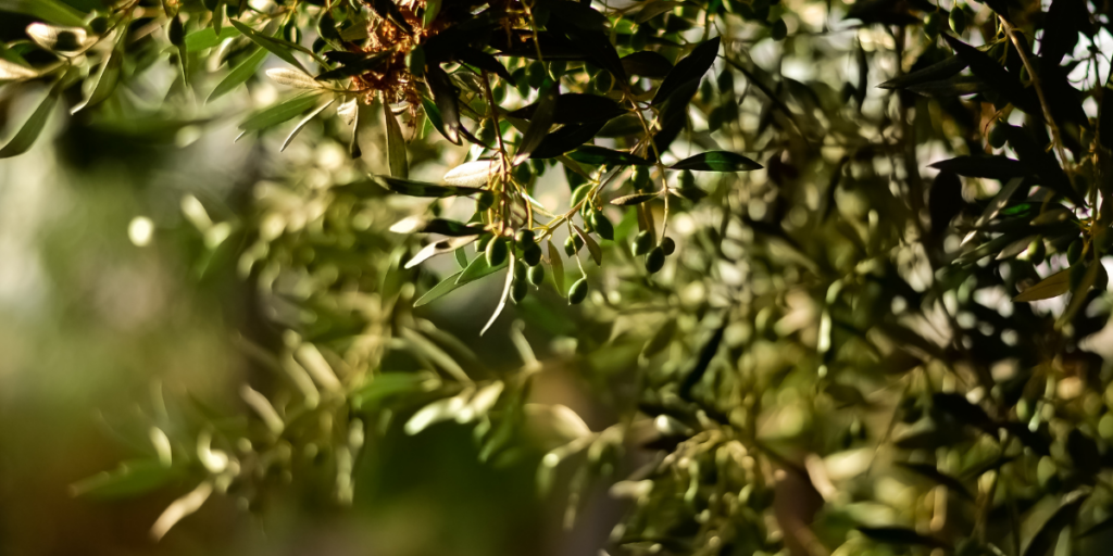 Why Picual Olive Oil Is a Powerhouse: Flavor, Polyphenols, and Everyday Cooking