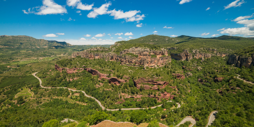 Understanding the Spanish Gem: Arbequina Olive Oil